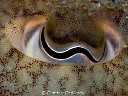 Sepia officinalis eye
Eye of a cuttlefish by Cumhur Gedikoglu 